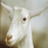 Static pixelated image of a white goat's head with brown nose and dark eye, ears extended left and right against muted background.