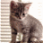 A pixelated cat with brown and black fur sits against a striped background, next to text reading "pretty kitty" in blocky letters.