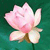 Pixelated pink flower with white and brown accents on a green gradient background, rendered in low-resolution style.
