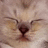 A cat's face with closed eyes and a relaxed expression, showing subtle animation changes across frames.