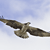 A pixelated bird in flight against a light blue sky background, wings spread wide with visible feather patterns.