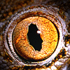 Animated sequence of an owl's eye with changing pupil shape and light reflection