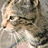 A pixelated animated icon shows a light brown and white dog with dark eyes and nose, wearing a black collar, in a side profile view against a light background.