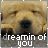 identical dog faces with closed eyes and paws resting on a surface, overlaid with text reading 'dreamin of you' in white lowercase letters
