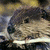 Pixelated image divided into four quadrants with a beaver photo, blue text, green text, and gray background.