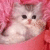 A static pixelated image of a white cat with dark eyes and nose, lying on a pink background.