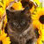 A pixelated image of a dark-furred animal with light-colored markings on its face and chest, set against a bright yellow background with scattered brown and green elements.