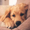 A golden retriever puppy with light brown fur rests its head on a beige couch, eyes half-closed in a relaxed expression.