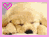 Pixelated dog face with closed eyes, pink heart symbol in top-left corner, and light brown fur against a soft background.