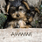 Pixelated dog image with text overlays in bright pink font on white and gray backgrounds.