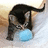 A cat with dark stripes on its back and head is crouching over a light blue ball on a white surface, with text reading "GRRR!!" and "I'm gonna eat you!" on adjacent blue