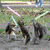 Animated sequence of a squirrel-like creature running across a grassy field with pink and white lines, overlaid with green text reading "JEDI SQUIRRELS" and "Now we're really screwed.".