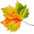 A single autumn leaf with green, yellow, and orange hues on a white background, shown in three slightly different positions.