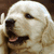 A golden retriever puppy with light tan fur, black nose, and pink tongue appears in three sequential views showing head rotation from left to right.