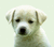 Pixelated close-up of a light-colored dog's face with dark eyes and nose against a pale green background.