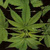Green cannabis leaf with serrated edges on dark background, right side shows person in dim light holding hand near face.