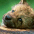 Pixelated image of a light brown animal with dark eyes and nose resting on a surface against green background.