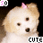 Animated contact sheet of a small dog with changing facial expressions and text color across six frames, each featuring the word "CUTE" below the dog.