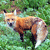 A pixelated animal with orange-brown fur and white markings lies on green foliage, mouth open in a neutral expression.