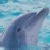 A split-screen animated contact sheet showing a dolphin swimming on the left and green text reading "Original Icons .com" on the right against a dark background.