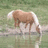 A pixelated image of a light brown and white horse standing on grass with green text reading "I love sunshine!" to the right.