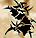 Black inkblot-like shapes on a beige background with subtle color variations, appearing in two adjacent frames.
