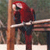 Animals icons for AIM, MSN, MySpace and Yahoo
