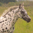 Pixelated horse head on green grass background with blue text reading 'Dang cleaner! The bottle said no spots garenteed' on pink backdrop.