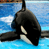 Animated contact sheet showing two frames of an orca in a pool with visible water ripples and a blue background, alongside a separate frame containing the text 'CoolBuddy.com' on a teal background.