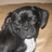 A pixelated dog with black and white fur lies on a brown surface, next to cyan text reading "MY DOG" above stars and "LEO hE lOOKs" below.