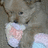 A dog holds a colorful blanket in its mouth, with text overlays changing from 'not my blanke' to 'not my rainbow blanke'.
