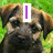 A dog's face appears in two states: one with a purple 'I' above its head and another with purple text below, alongside a red heart with yellow-blue 'LOVE' text.