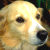 Pixelated close-up of a light-colored dog's face with dark eyes and nose, set against a blurred background.