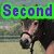 A four- of horse images with overlaid text, each showing a different horse in various poses and settings with green and purple text overlays