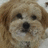 A small dog with light brown fur and a black nose appears in a of four , each showing a slightly different facial expression