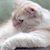 Pixelated close-up of a light-colored cat's face with visible eyes, nose, and mouth against a muted background.