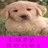 Pixelated close-up of a light-colored dog's face with dark eyes and nose, set against a blurred green background with a bright pink horizontal band at the bottom.