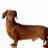 Brown dachshund dog standing in profile on white background, pink with text "Want any" and "HOTDOGS" visible