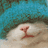 A split-screen image with a cat's nose and mouth on the left, and pixelated text reading 'cats are cool' on the right against a teal background.