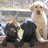 Four distinct dog images arranged in a , each with unique poses and backgrounds