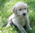 Pixelated image of a white dog with light brown ears lying on green grass, head turned slightly right.