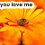 orange flowers with text overlays changing across frames, showing 'you love me', 'you love me not', and partial phrases