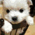 six distinct animated buddy icons featuring animals and a cartoon character with text