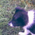 A black and white dog with a white collar stands on grass, its head turning from left to right