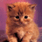 Pixelated orange kitten with dark brown stripes on forehead, black eyes and nose, against gradient purple-pink background.