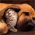Animals icons for AIM, MSN, MySpace and Yahoo
