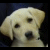 A static image shows a light-colored dog with floppy ears and dark eyes against a black background, accompanied by blue text reading 'Yellow Labs Are CUTE!' in pixelated font.