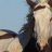 A pixelated horse head with a light brown and white coat appears on the left, while a silver star symbol and pink text 'TALLY' are displayed on the right against a gradient background.