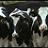 A 2x2 contact sheet of a vegetarian-themed animated icon featuring cows and text about tofu, with visible pixelation in the cow image.