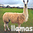 Animated sequence of a llama in a grassy field with text reading "llamas are awesome" appearing